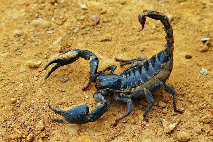 Скорпион охотится