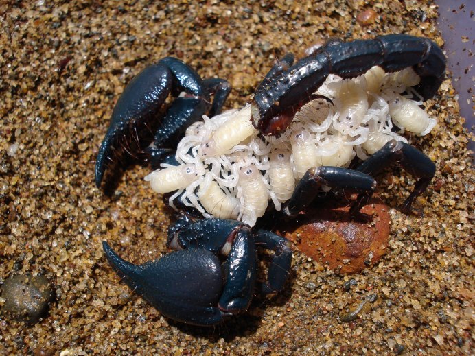 Императорский Скорпион яд