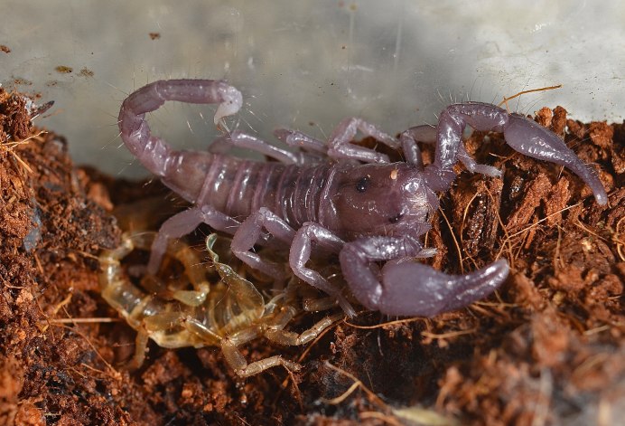 Маленький Скорпион