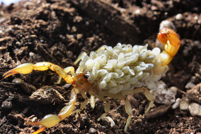 Белый Скорпион маленький