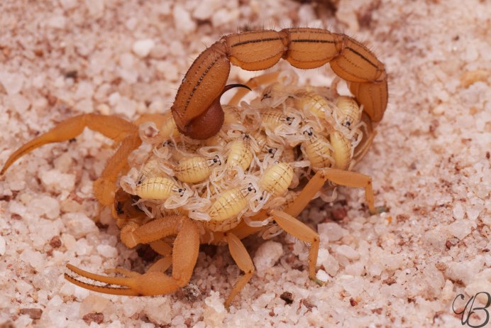 Спаривание скорпионов