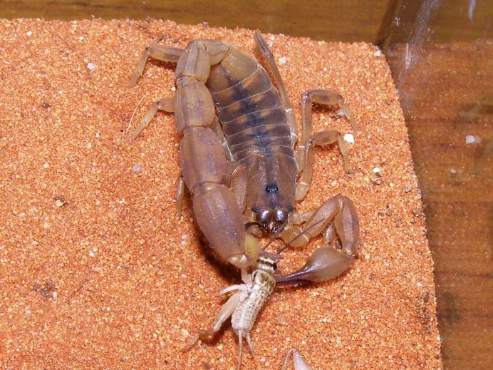 Беременный Скорпион