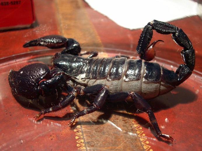 Пандинус Император