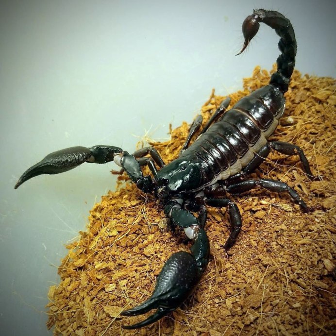 Гетерометрус спинифер