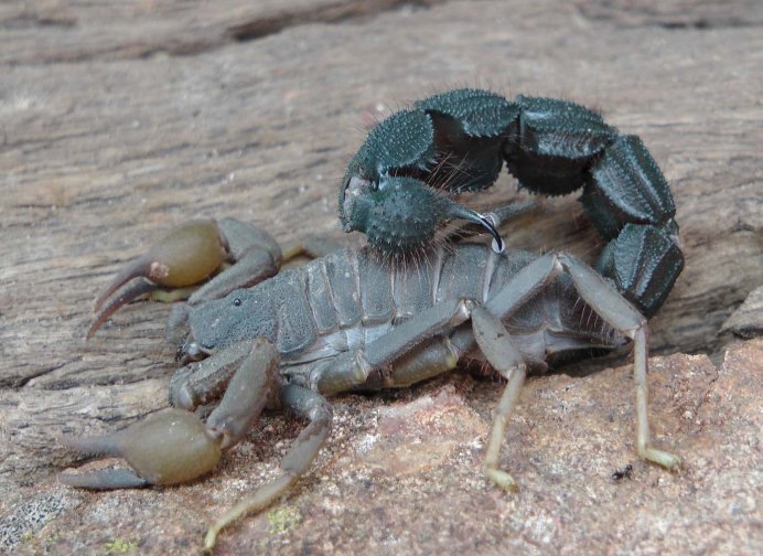 Беременный Скорпион