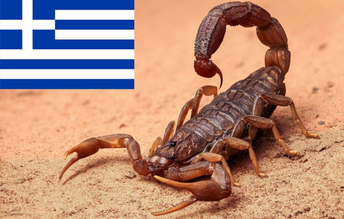 Арахнид паук-Скорпион