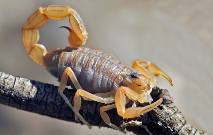 Новорожденные скорпиончики