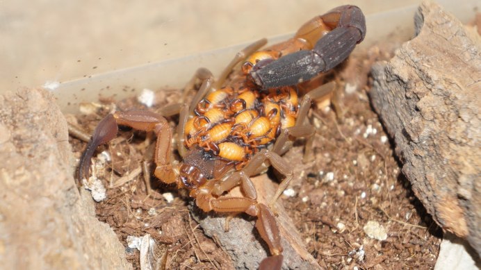 Австралийский Скорпион