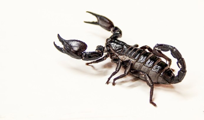 Черный толстохвостый Скорпион