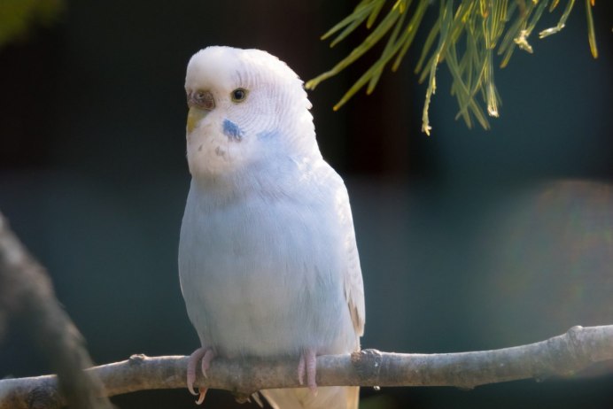 Albino Budgie Bird