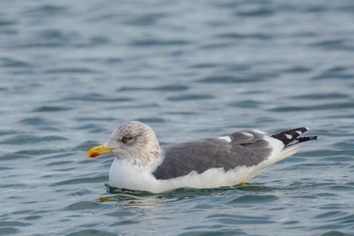 Larus fuscus juvenile