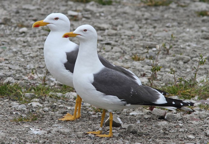 Larus fuscus