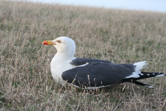 Larus fuscus