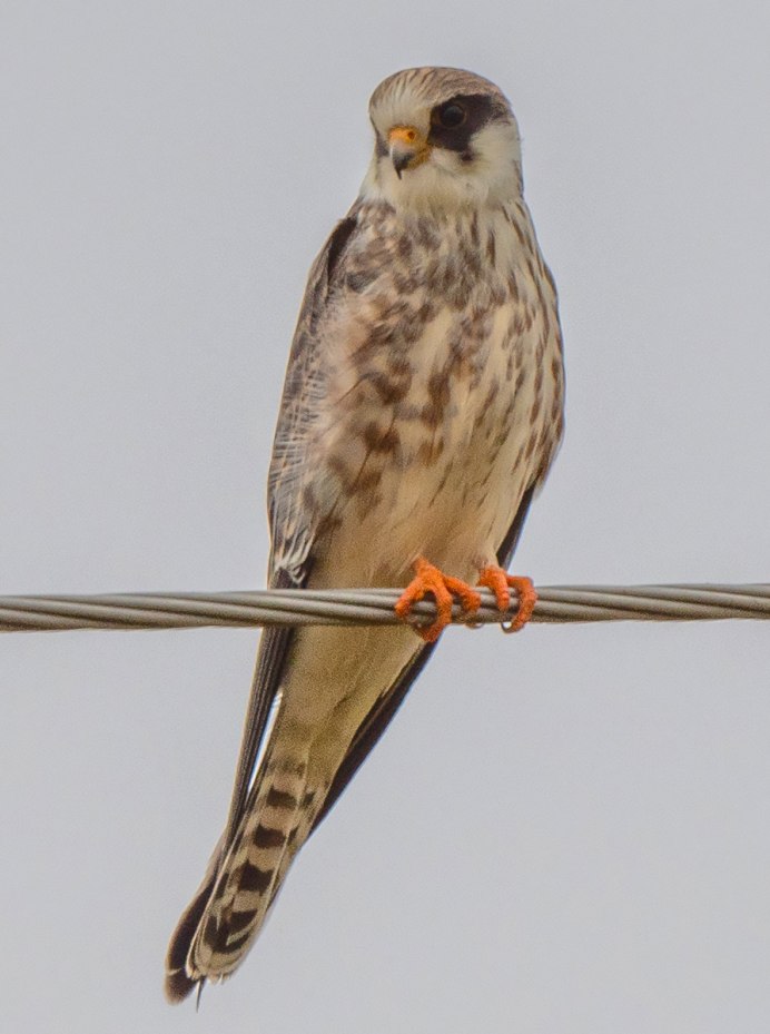 Кобчик Falco vespertinus Linnaeus