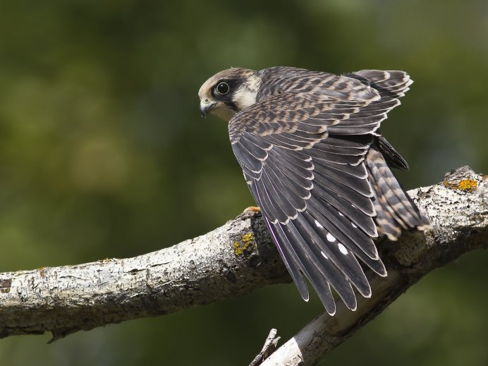 Кобчик (Falco vespertinus)