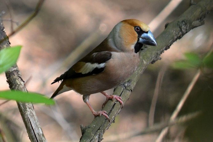 Дубонос coccothraustes coccothraustes