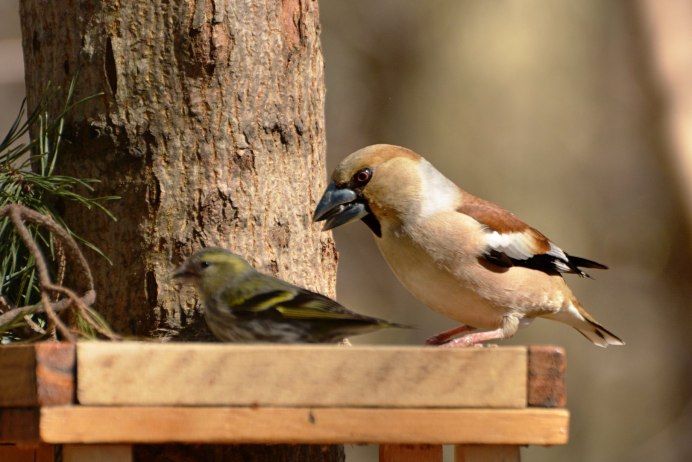 Дубонос яйца