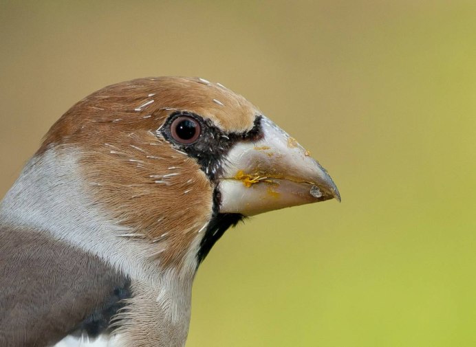 Птицы клювы Дубонос