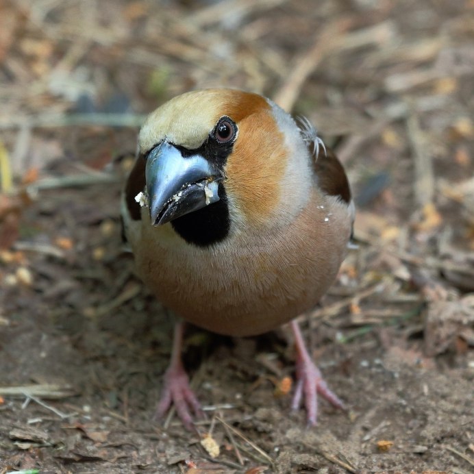 Нарост на клюве у амадина