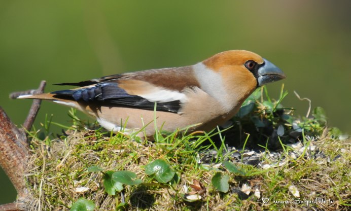 Чернохвостый. Дубонос. В. Краснодарский