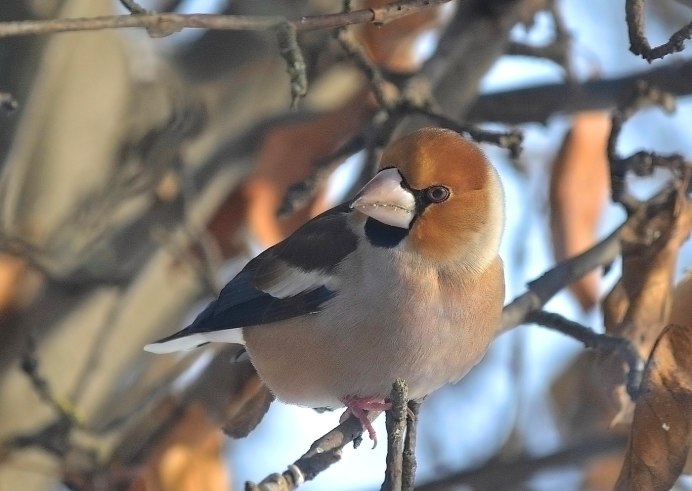 Обыкновенный Дубонос