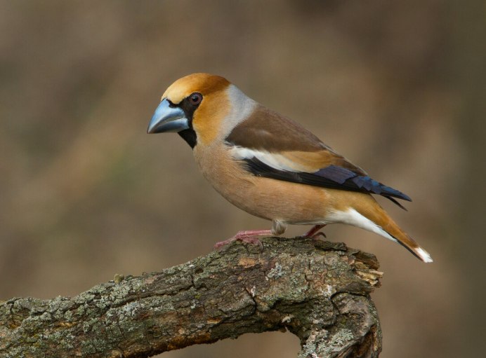 Ошейниковый Дубонос