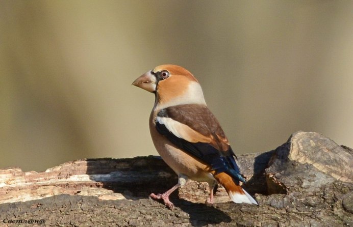 Обыкновенный Дубонос