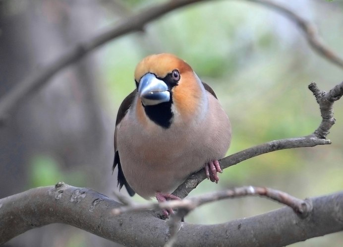 Дубонос полосатый