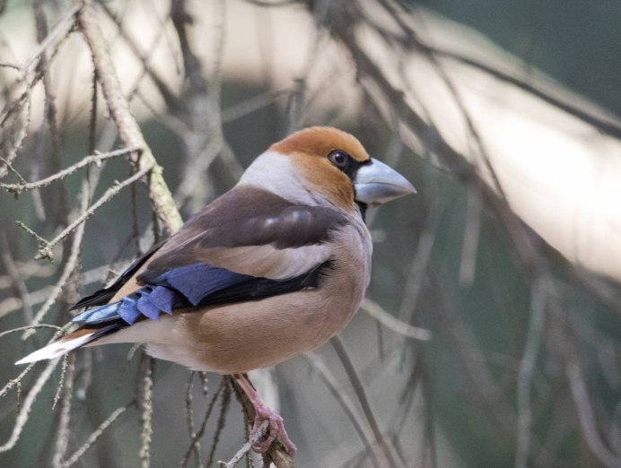 Обыкновенный Дубонос зимой