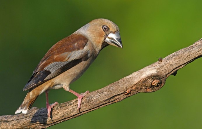 Обыкновенный Дубонос голос