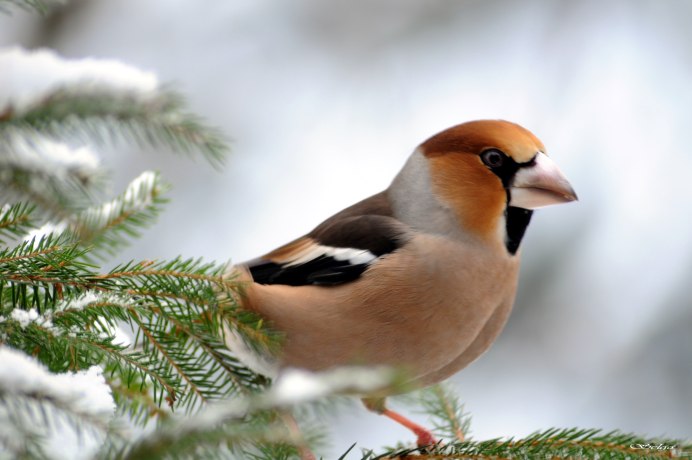 Обыкновенный Дубонос питание