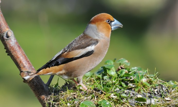 Дятел Дубонос