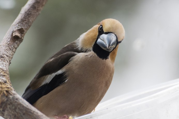 Птичка Дубонос обыкновенный