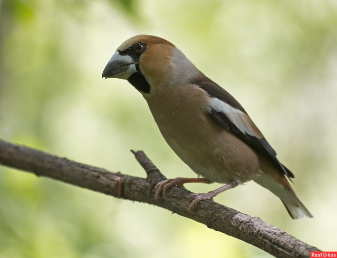 Обыкновенный Дубонос