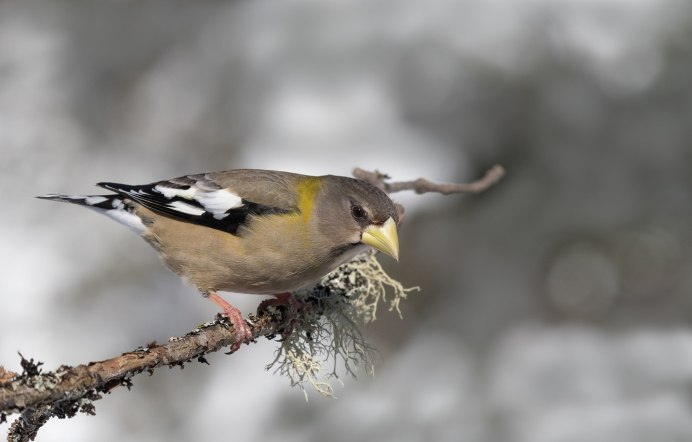 Дубонос и Воробей