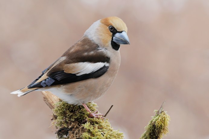 Жёлтый Дубонос птица