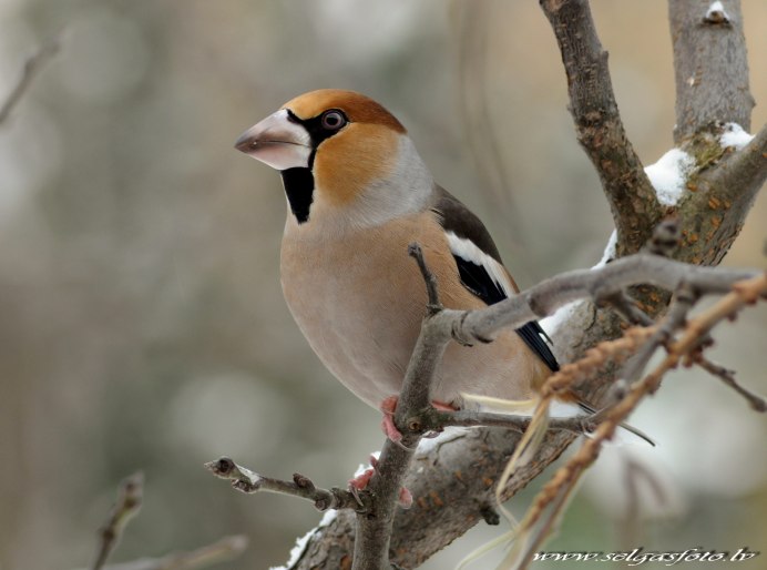 Дубонос питание