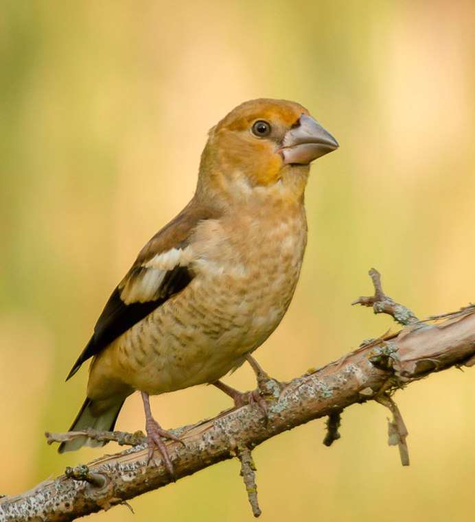 Вечерний американский Дубонос