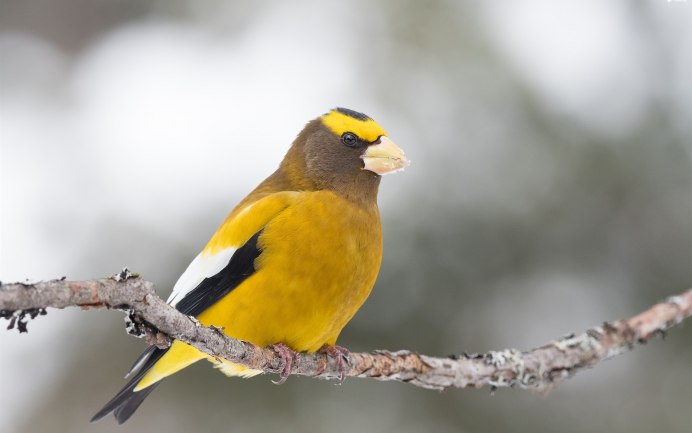 Дубонос Забайкалья