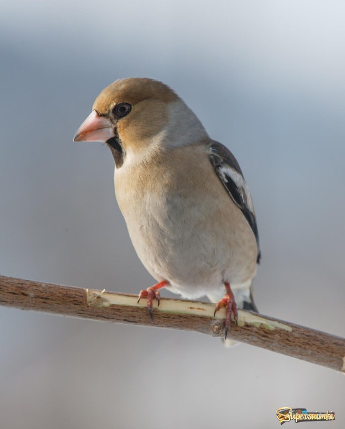 Дубонос с желтым цветом клюва