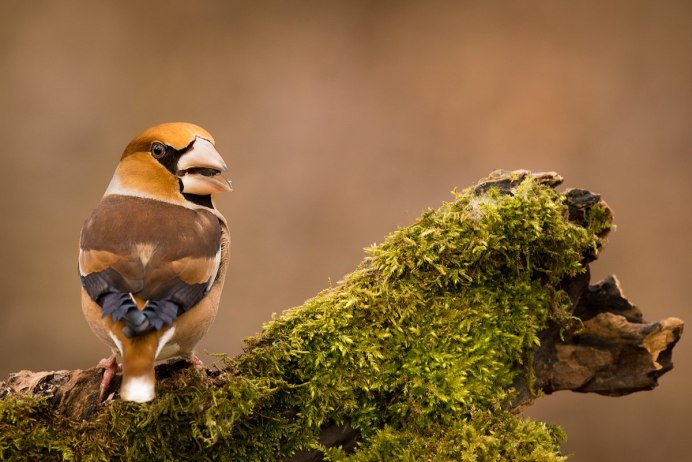 Дубонос обыкновенный птица