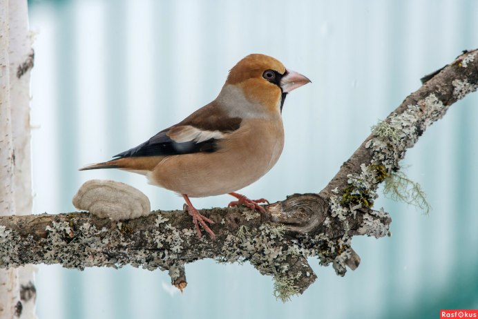 Обыкновенный Дубонос