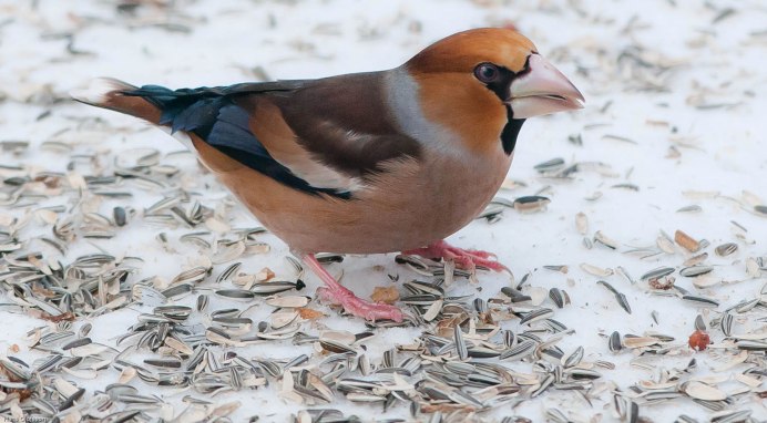 Птичка Дубонос