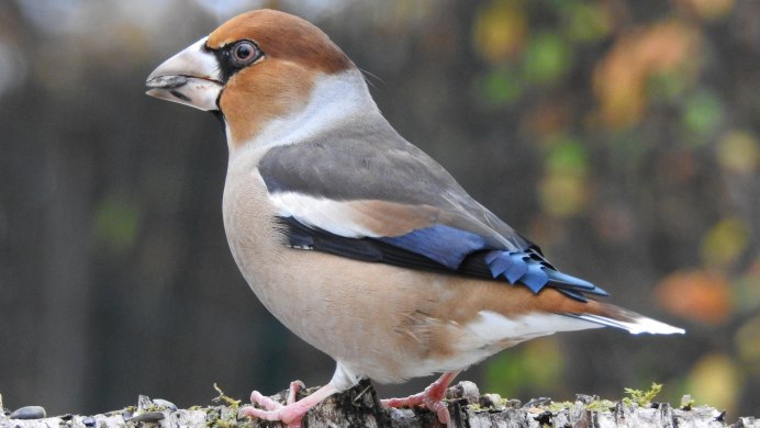 Американский Дубонос птица