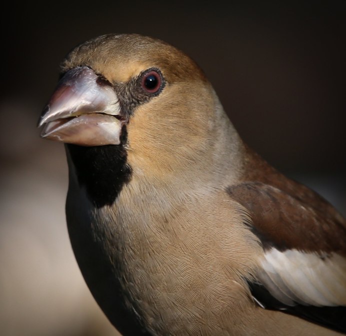 Обыкновенный Дубонос самец самец