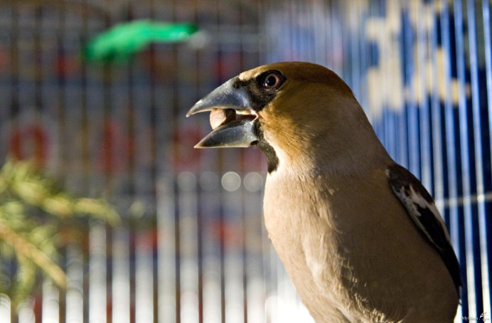 Дубонос птица зимой