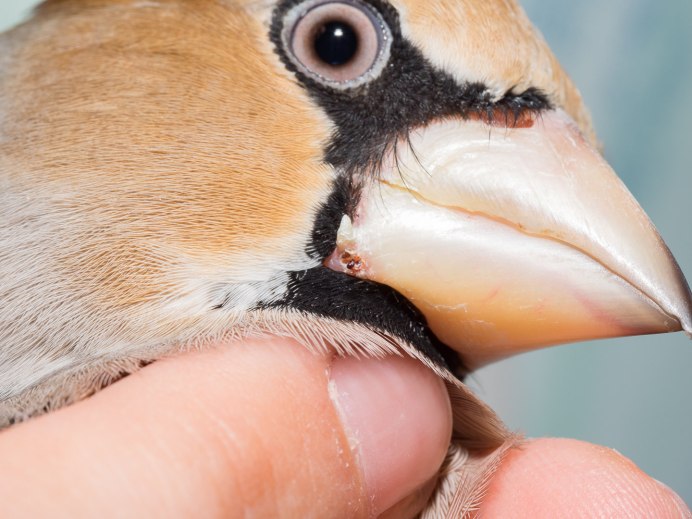 Обыкновенный Дубонос