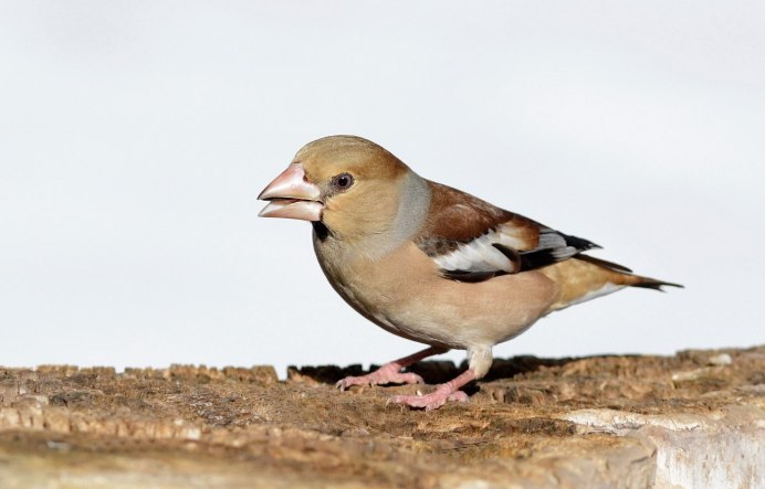 Дубонос Сибирский