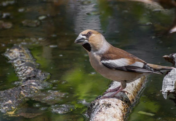 Дубонос черный