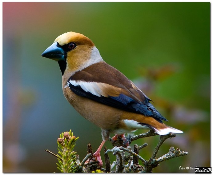 Гагарка Дубонос